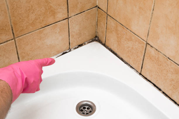 Certified Mold Removal in Arvada, CO